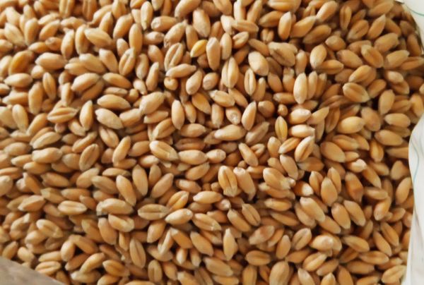Wheat from Argentina supplied by Chadileo S.R.L. - Medium Wheat