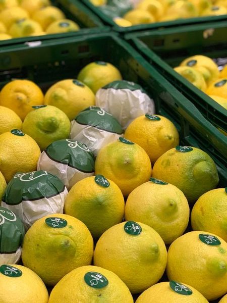 Fresh lemon from Germany supplied by A + S Frucht GmbH & CO. KG - Yellow Fresh Lemon