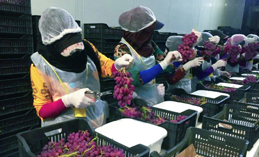 Grapes from 레바논 supplied by Cedrine.co - 생식용 포도 신선 포도