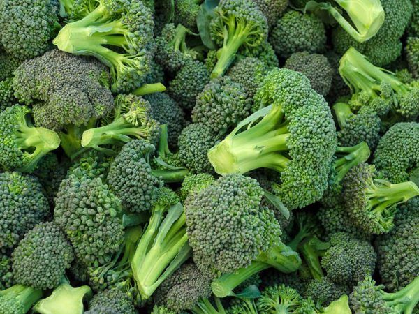 Broccoli Florets from 인도 supplied by Global Foods - Green 냉동 브로콜리