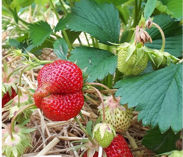 Fresh Strawberry from Switzerland supplied by Mis Höfli - Red Fresh Strawberry