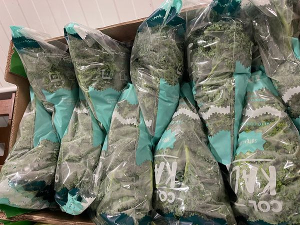 Kale from 스페인 supplied by Campo de Lorca SCL - Fresh (=Chilled) 케일
