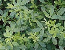 Alfalfa from United States supplied by Allied Seed - Leaf Alfalfa