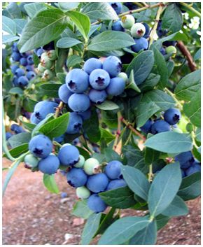 Blueberry (Fresh/Frozen) from Chile supplied by Agricola el Boldo SA - Medium-Large Fresh Blueberry