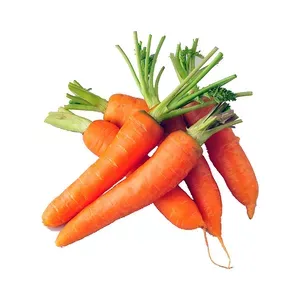 Fresh Carrot from China supplied by King Fresh Planting Vegetable Joint Industry - Conventional Fresh Carrot