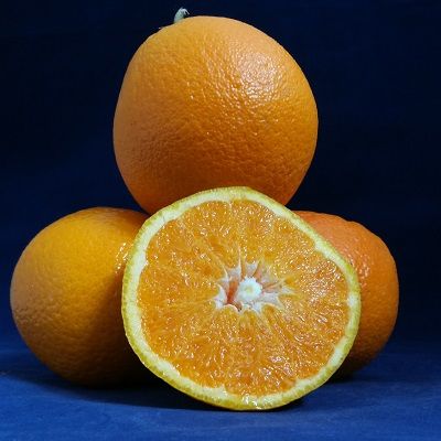 Fresh Whole Orange from Spain supplied by XERACO FRUIT, S.L. - Orange Fresh Orange