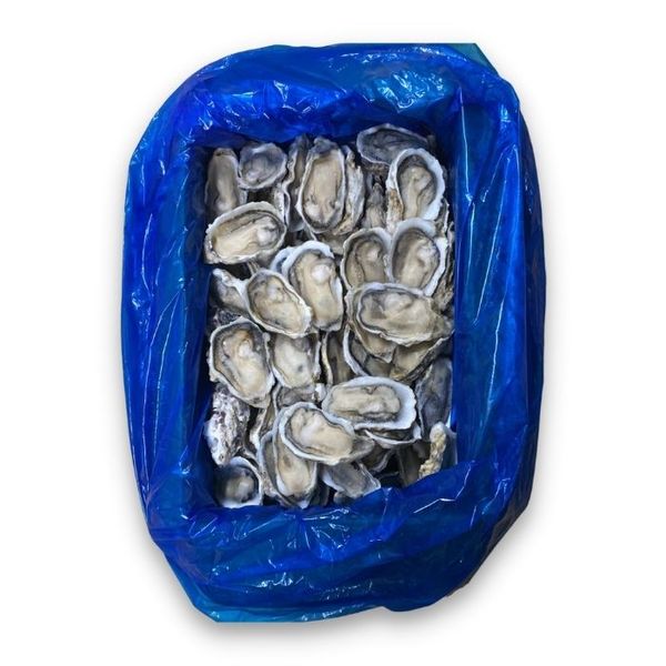 Oyster from 일본 supplied by S & L Fine Foods, Inc - Half Shell (=Half Shelled=Half Shucked) 신선 굴