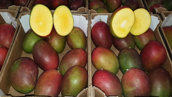 Fresh Mango from Netherlands supplied by Witkamp - Reddish Fresh Mango