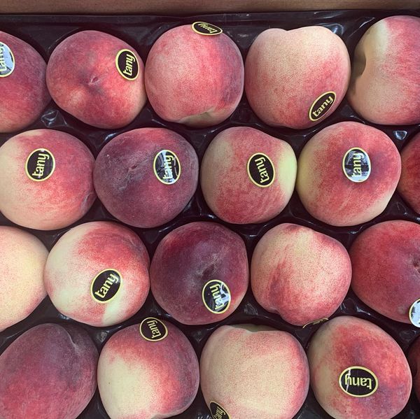 Peach from 네덜란드 supplied by Van Geest International bv - Whole 신선 복숭아