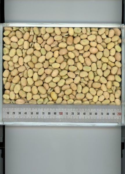 Faba Beans from 호주 supplied by AGT Foods Australia - Split 말린 브로드빈