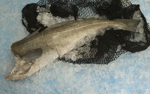 Atlantic Cod from Denmark supplied by Kangamiut Seafood A/S - Atlantic Cod (=Gadus morhua) Frozen Cod