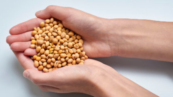 Cowpea Seed from 오스트리아 supplied by VFI GmbH - Brown 말린 동부