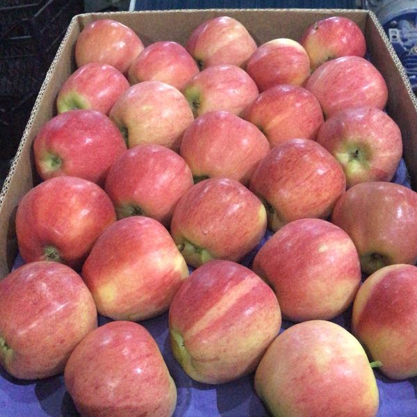 GALA from 튀르키예 supplied by THE FRESH APPLE DIS TICARET LTD STI - 1등급 - 엑스트라 신선 사과