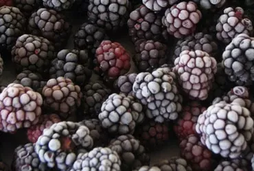 Frozen Whole Blackberry from Serbia supplied by MAMBIKOM AGRAR d.o.o. - Premium Quality Fresh Blackberry