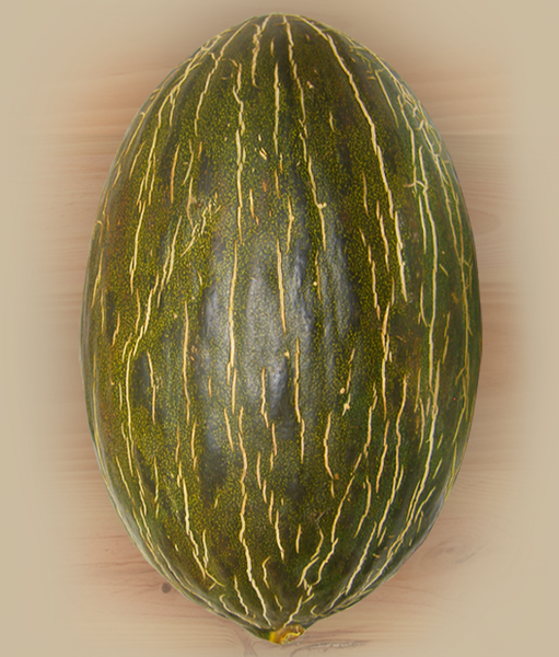 Fresh Melon from Spain supplied by AGROLLANOS - Fresh (=Chilled) Fresh Melon (Muskmelon)