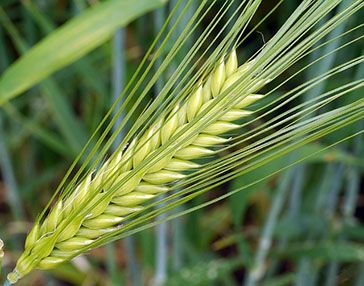 Wheat from 우크라이나 supplied by “Slavyanskoe-5” Ltd - Whole 소맥