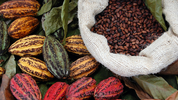 Cacao from Colombia supplied by East Colombia Trading Company - Hybrid Cocoa Bean