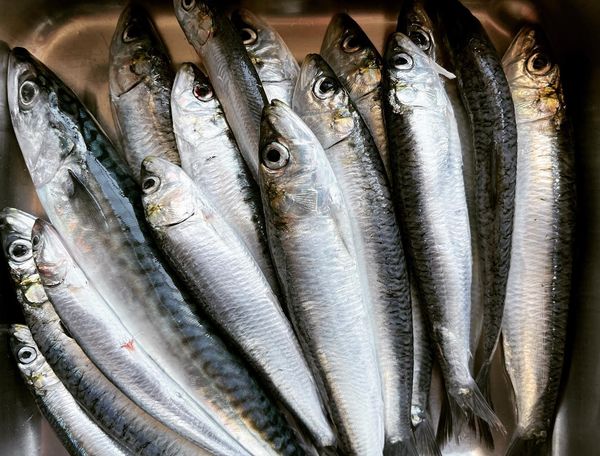 Herring from United Kingdom supplied by PYSK - Whole (=In The Round) Herring