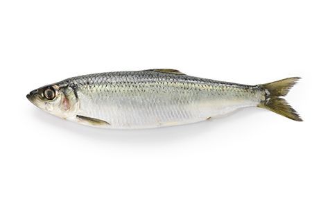 Herring from United Kingdom supplied by G & J Jack Seafoods Ltd - Whole (=In The Round) Herring