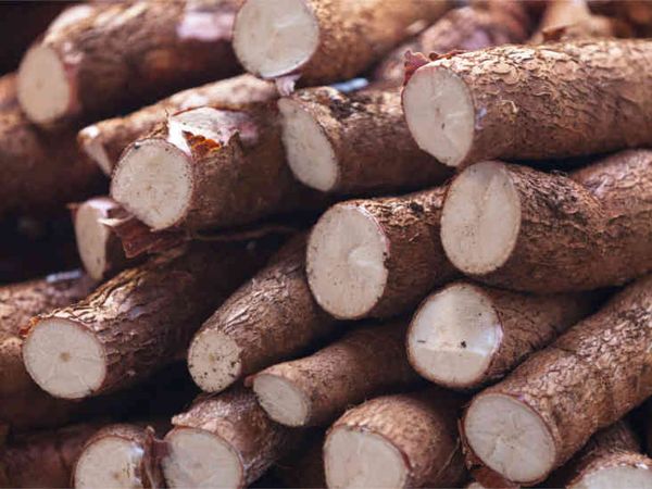 Cassava from 나이지리아 supplied by Reino Export/Import - Farmed 카사바