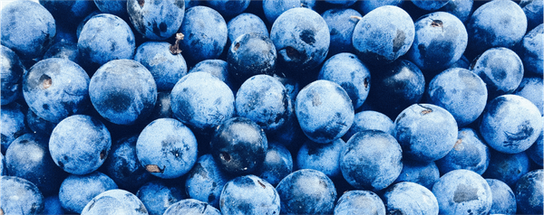 Blueberry (Vaccinium Corymbosum) from 칠레 supplied by AGROFRUTA S.A. - Highbush - Suziblue (=Suzy Blue) 신선 블루베리