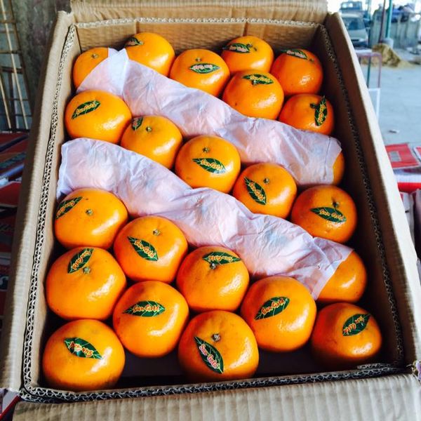 Orange from 파키스탄 supplied by Papu & Co - Whole 신선 오렌지