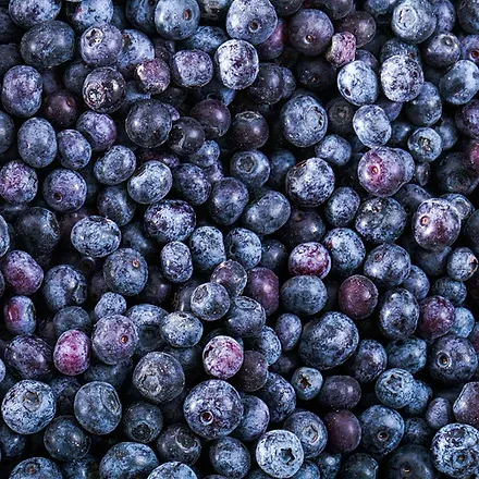 Frozen Blueberries from 남아프리카공화국 supplied by South Cape Fruit - IQF (=Individual Quick Freezing) 냉동 블루베리