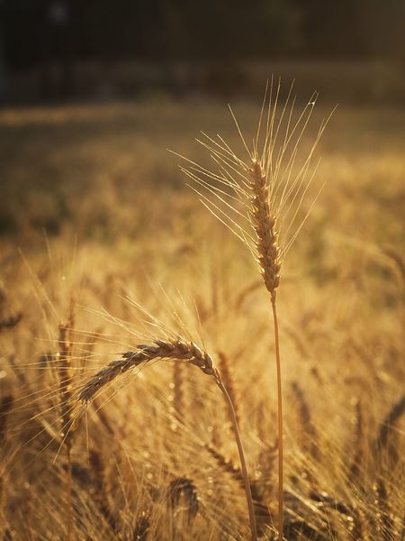wheat from Australia supplied by Seedhouse Tasmania - Wheat