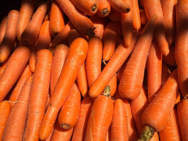 Carrot from 벨기에 supplied by Agridor - BE - Orange 신선 당근