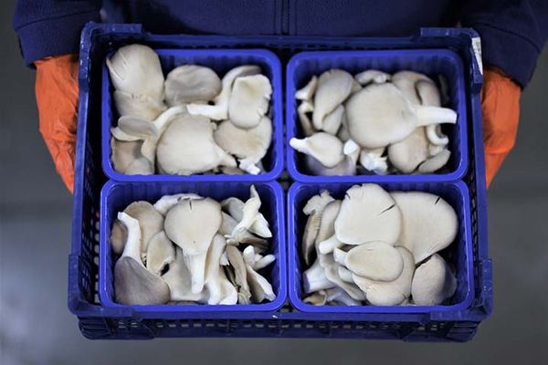 Oyster Mushroom from 폴란드 supplied by East Mushrooms Sp. z o.o. - White 느타리버섯