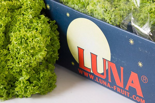 Lettuce from 네덜란드 supplied by Marni Fruit B.V. - Lollo - Rosso (=Red Lollo=Lollo Rossa) 신선 상추