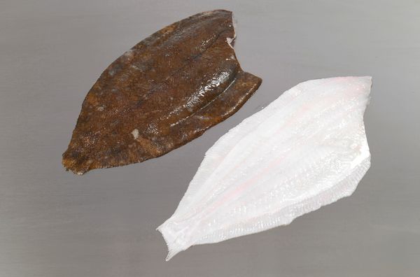Sole from 아이슬란드 supplied by Iceland Seafood do Brasil Ltd. (SI Group) - Lemon Sole (=Microstomus kitt) 냉동 솔피쉬