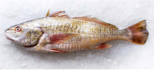 Corvina (MICROPOGONIAS ALTIPINNIS) Wild Caught from Costa Rica supplied by Industrias Martec S.A. - Fresh (=Chilled=Raw) Corvina