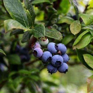 Blueberries from 남아프리카공화국 supplied by Rainbow Produce Company Pty Ltd - Blue 신선 블루베리
