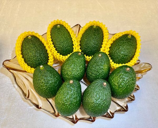 Chinese fresh avocados from China supplied by 青岛尤尼帕克商贸有限公司 - Fresh (=Chilled) Fresh Avocado