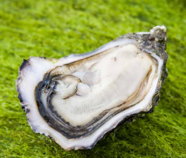 Oyster from Ireland supplied by Irish Premium Oysters - Whole (=In Shell=Unshucked) Fresh Oyster