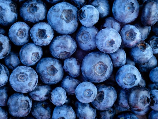 Blueberries IQF from 미국 supplied by Reliant Foodservice - IQF (=Individual Quick Freezing) 냉동 블루베리