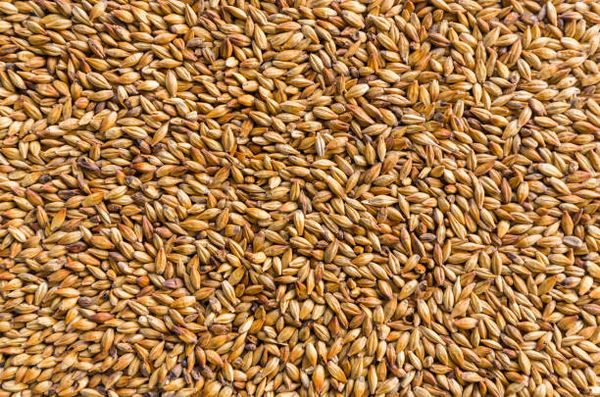 Barley from Czechia supplied by Agrodruzstvo Morkovice - Spring Barley