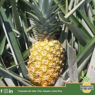 Fresh Pineapple from 코스타리카 supplied by Tropicales Del Valle S.A. - 크라운 포함(=Crowned) 신선 파인애플