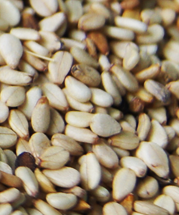 Humera Sesame seed from 에티오피아 supplied by DH GEDA Export - Brown (=Golden=Yellow) 참깨