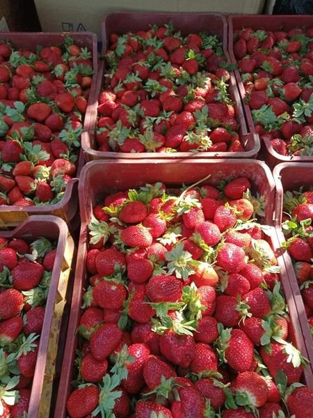 IQF Frozen Egyptian Strawberry from Egypt supplied by AAA Frozen Strawberry Egypt - Bright Red Fresh Strawberry