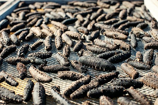 Sea Cucumber from Japan supplied by Shinagawa Suisan Co Ltd - Whole Frozen Sea Cucumber