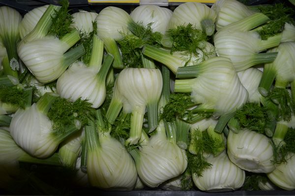 Fennel from Switzerland supplied by Lindenhof - Crates & Bins Fennel