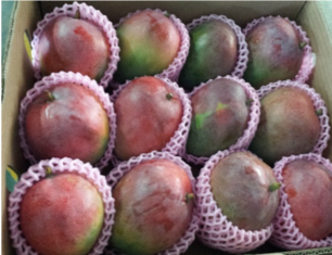 Fresh Mango from 멕시코 supplied by MexWorld Consulting - Whole 신선 망고