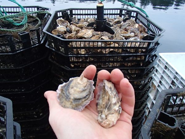 Fresh Oyster from 캐나다 supplied by Hollie Wood Oysters - Whole (=In Shell=Unshucked) 신선 굴