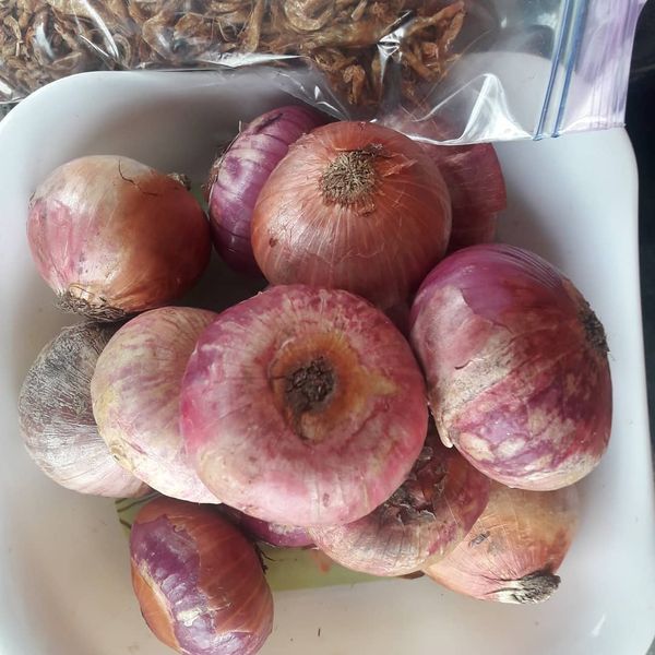 Onion from 나이지리아 supplied by Sommy foodmart - Raw 신선 양파