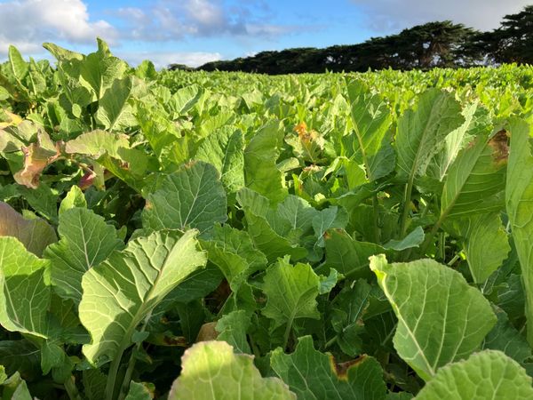 Kale from Australia supplied by Aus West Seeds - For Feed Kale