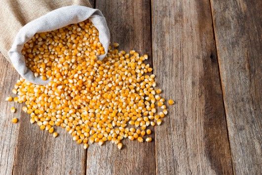 Corn from United States supplied by AGRI LLC - Kibbled Maize (Corn)