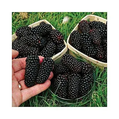 blackberry from 미국 supplied by Rocky Produce Inc - Fresh (=Chilled) 신선 블랙베리