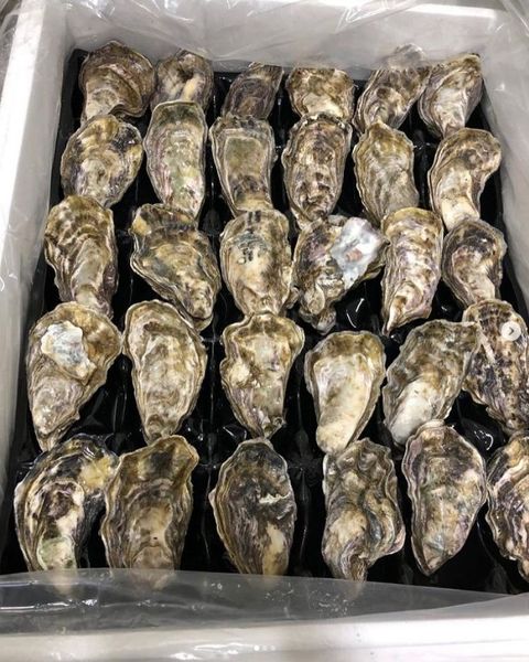 Kaipara Oyster Whole Shell from New Zealand supplied by Kaipara Oyster Limited ( Duplicate of Bio Marine Ltd. ) - Polystyrene Box (10kg) (=Styrofoam Box) Fresh Oyster